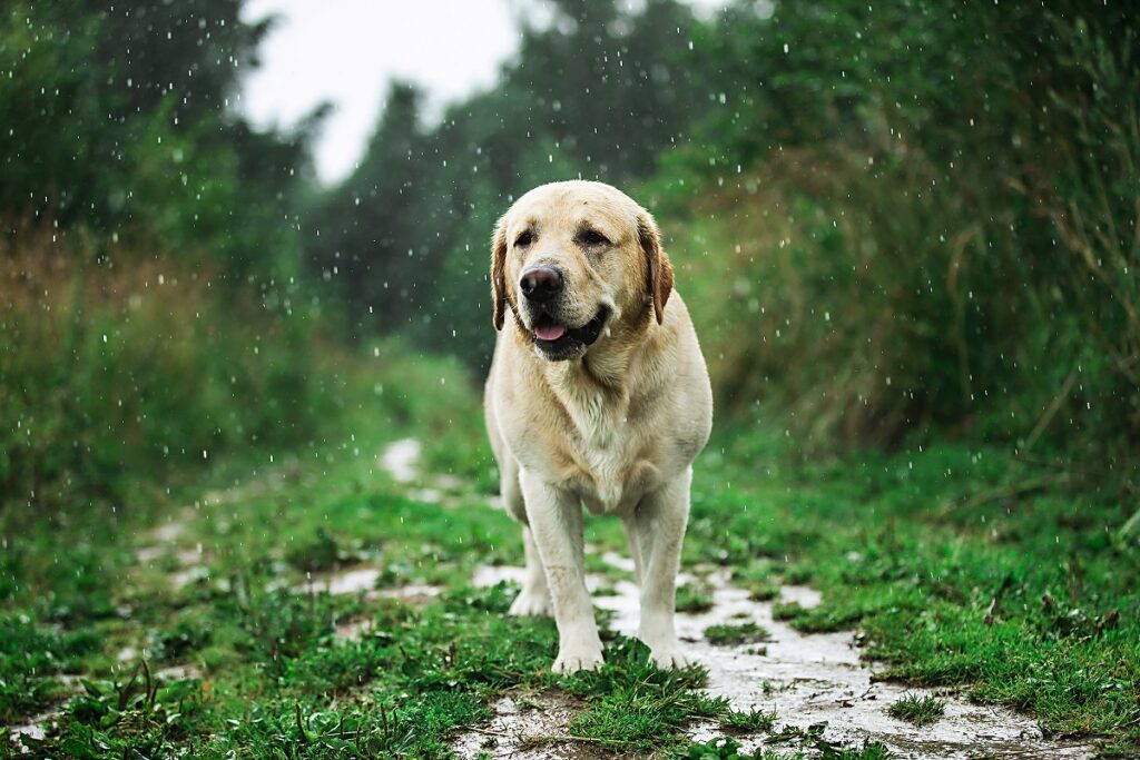 cane sotto la pioggia