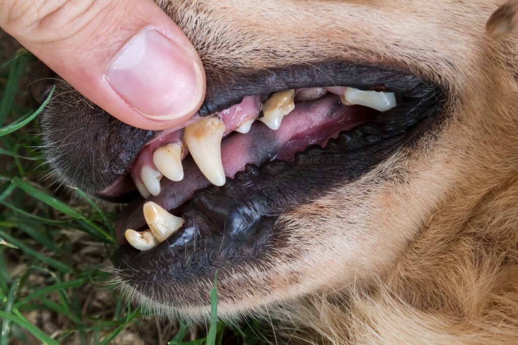 denti cane con tartaro