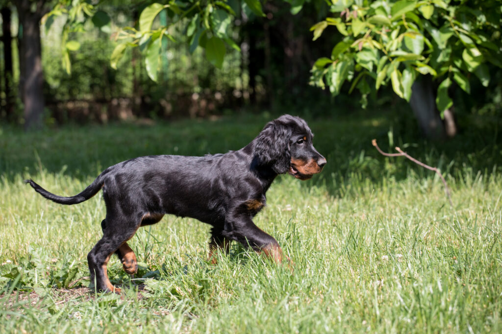 gordon setter cucciolo