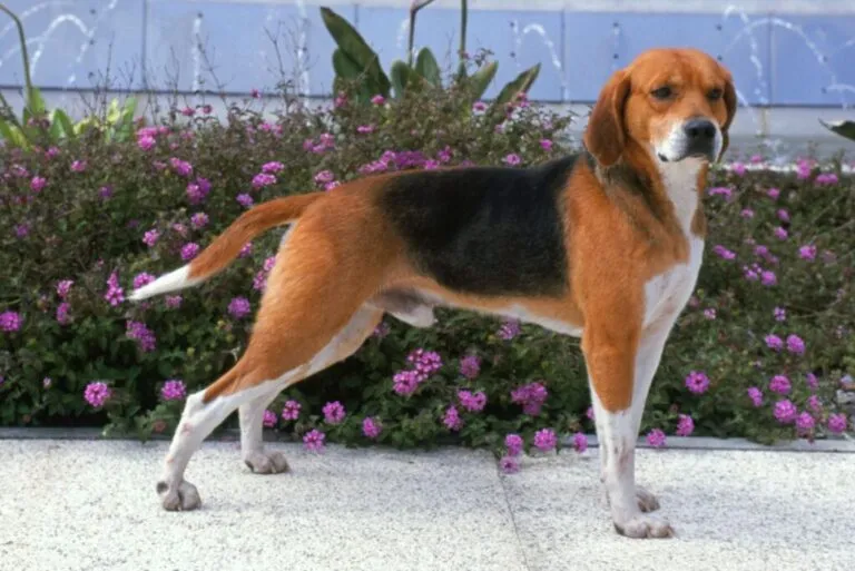 beagle harrier