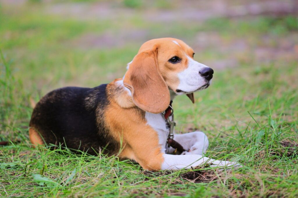 Beagle Harrier in giardino