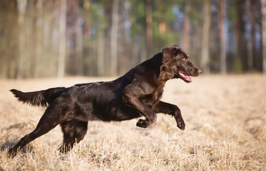 Flat Coated Retriever gioca