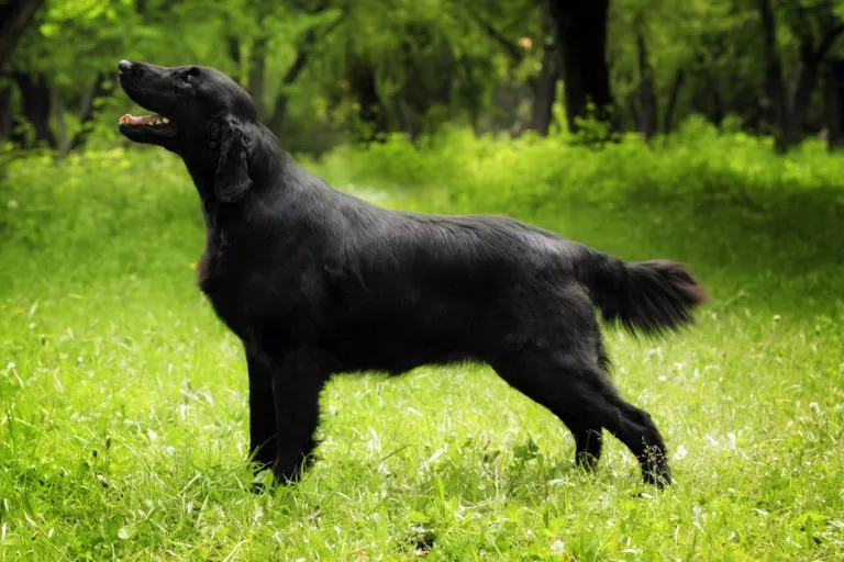 Flat Coated Retriever