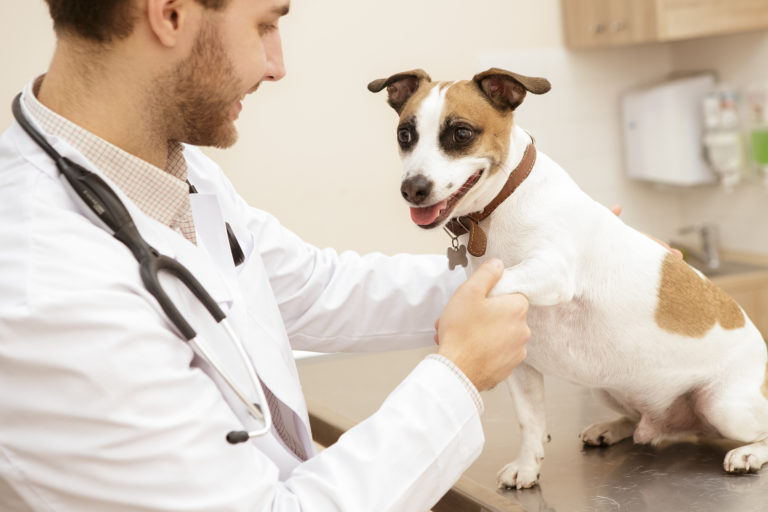 Malattie muscolari nel cane