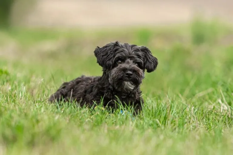 Yorkiepoo