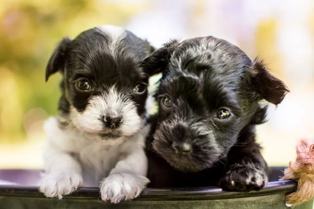 2 cuccioli yorkiepoo