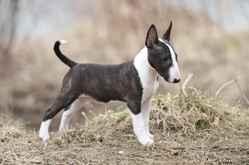 cucciolo bull terrier miniature