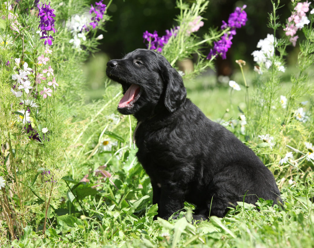 flat coated retriever cucciolo