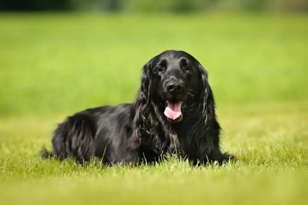 flat coated retriever in giardino