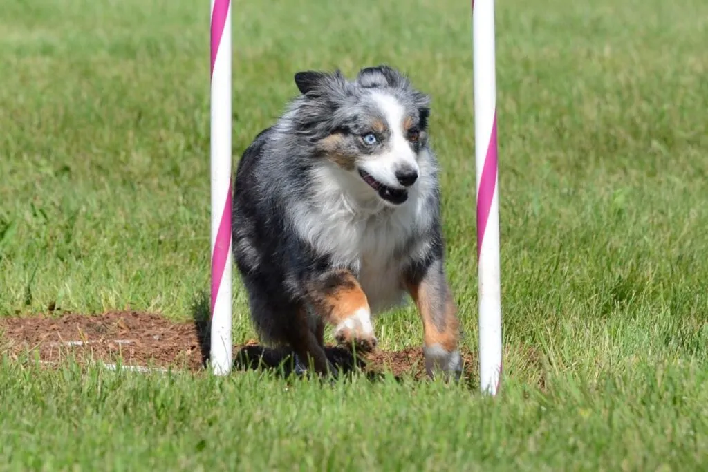 Miniature American shepherd agility dog