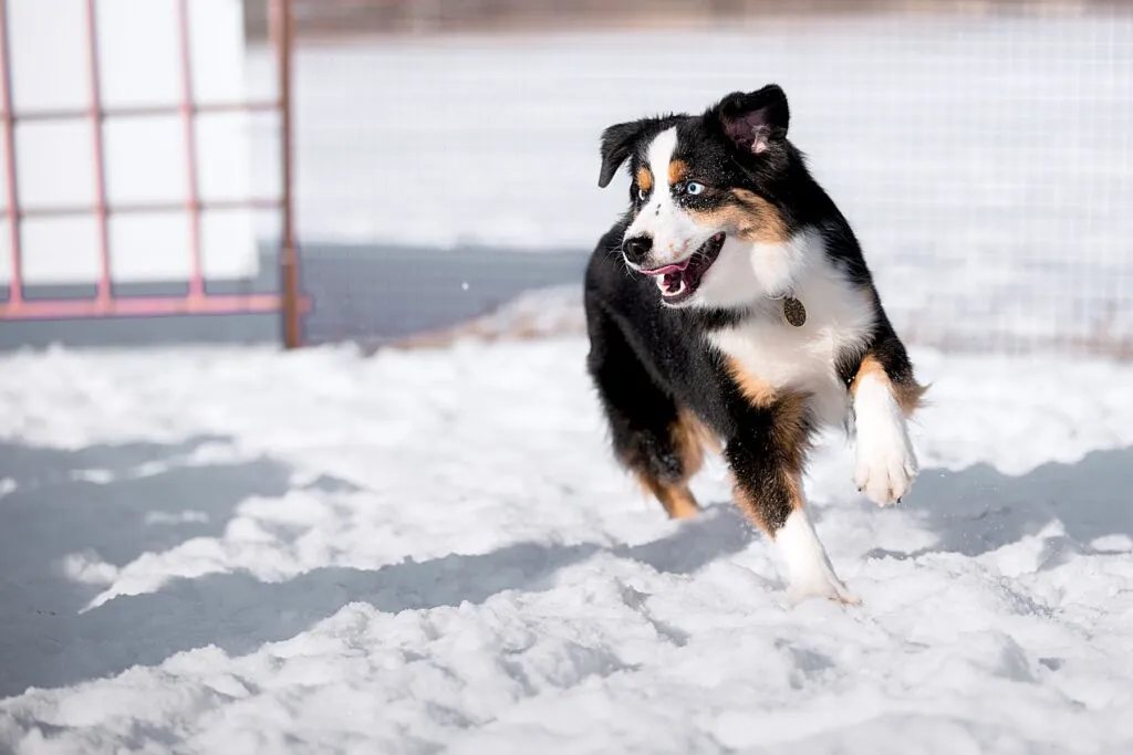 miniature american shepherd sulla neve