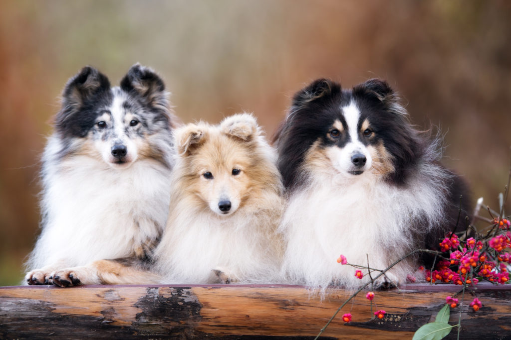 Pastore delle Shetland cuccioli