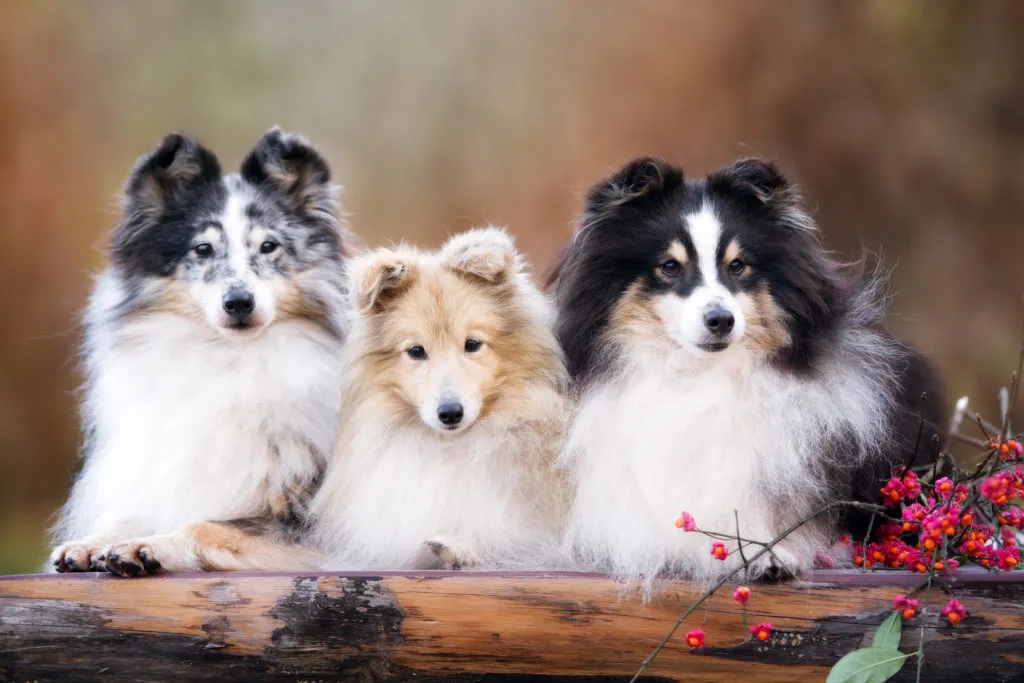 Pastore delle Shetland cuccioli