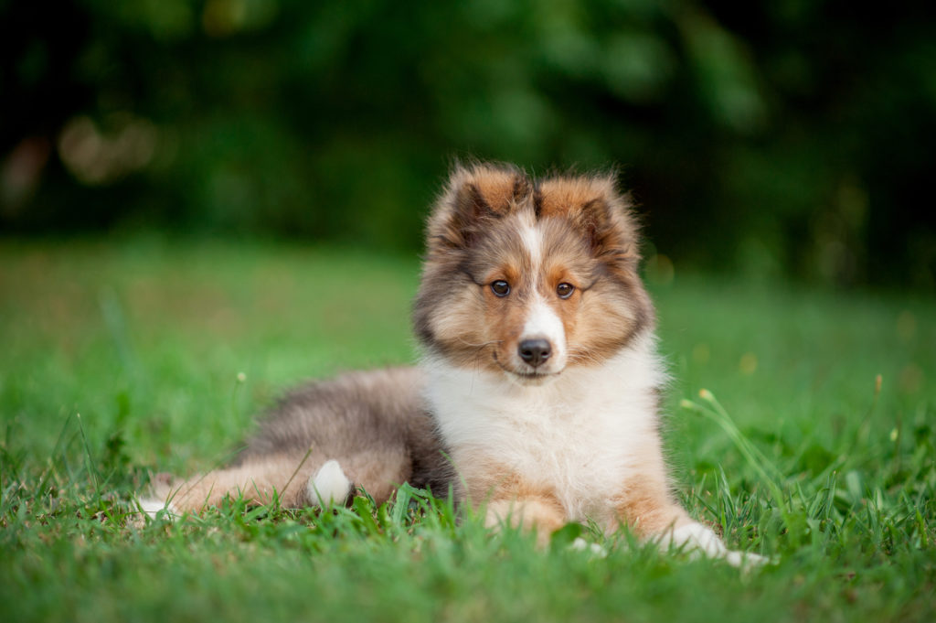 Pastore delle Shetland cucciolo marrone