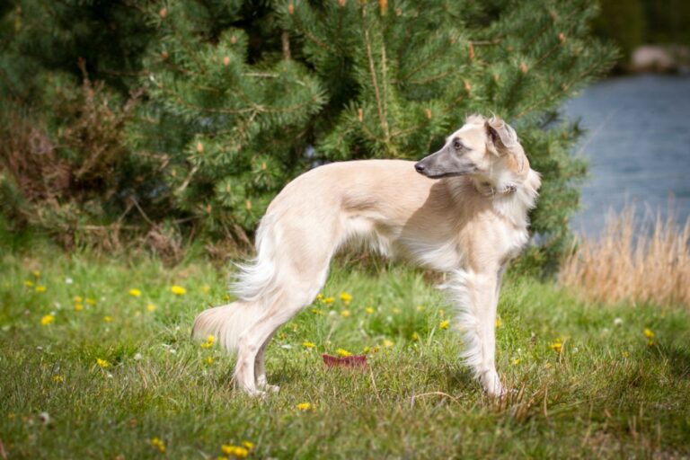 Whippet a pelo lungo