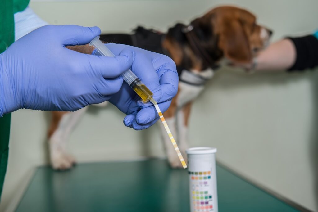 analisi laboratorio urina sangue cane