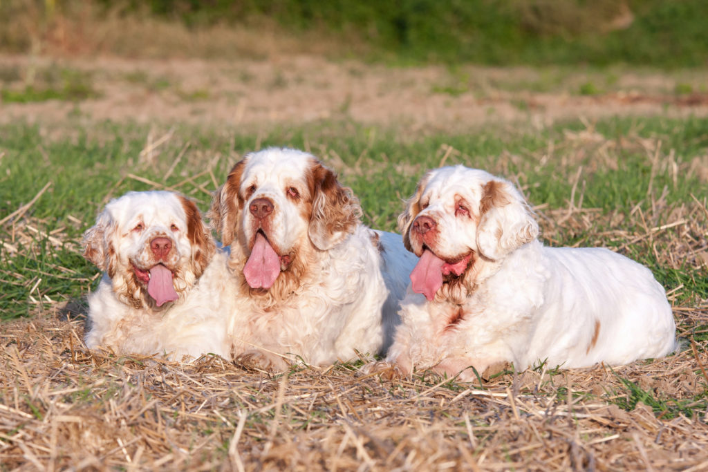 clumber spaniel cuccioli