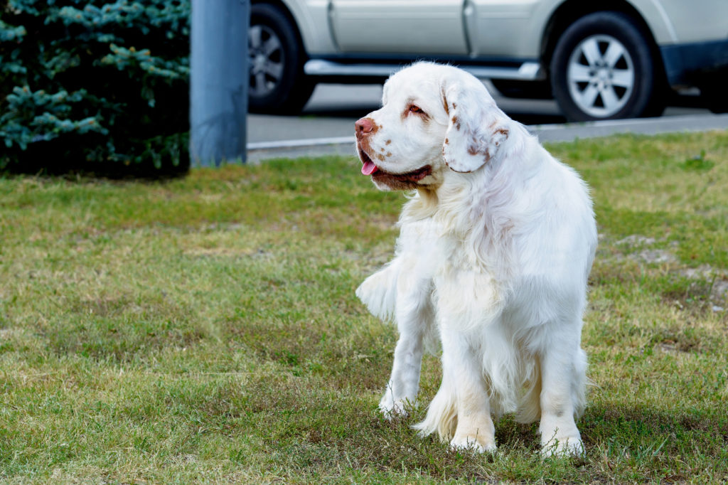 clumber spaniel in giardino