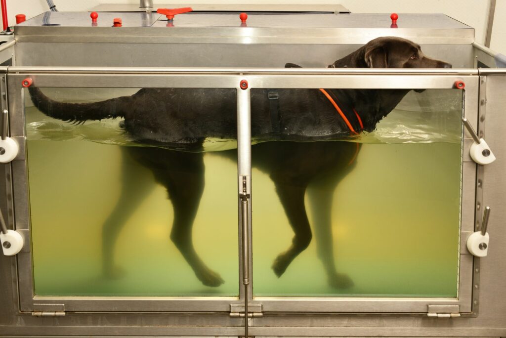 fisioterapia in acqua cane