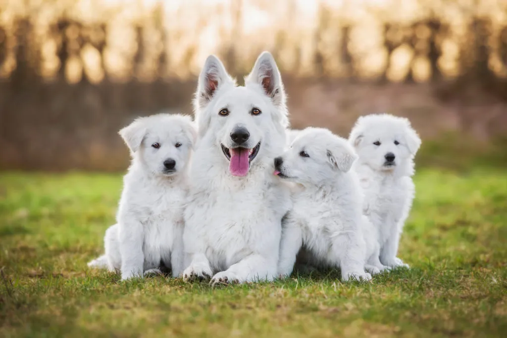 pastore svizzero bianco e cuccioli