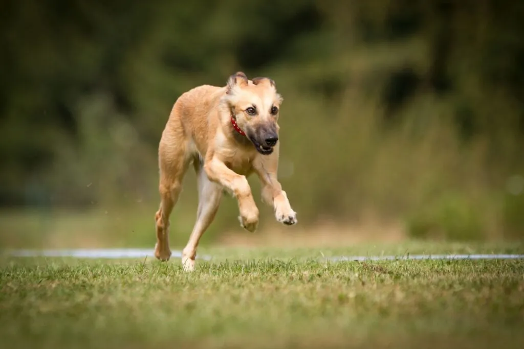 whippet pelo lungo agility dog