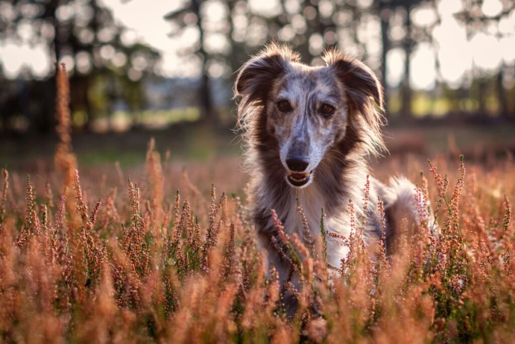 whippet pelo lungo