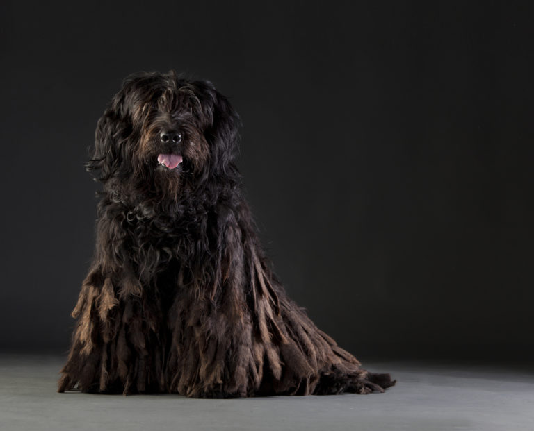 cane da pastore bergamasco