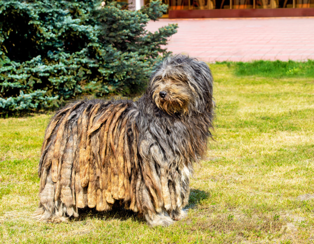 cane pastore bergamasco