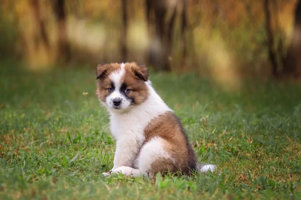 elo cucciolo