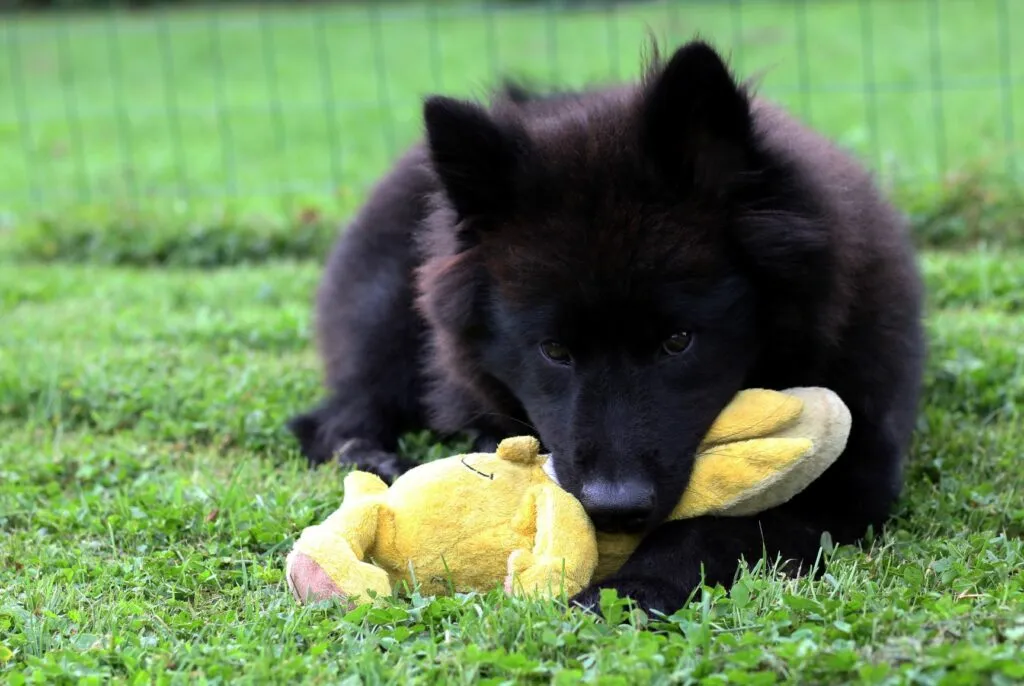 Eurasier cucciolo