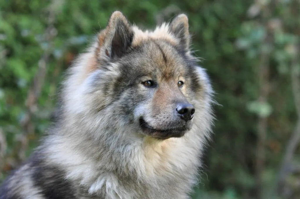 Eurasier primo piano