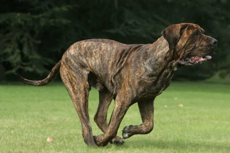 fila brasileiro