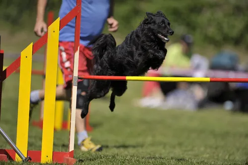 cane da pastore croato agility