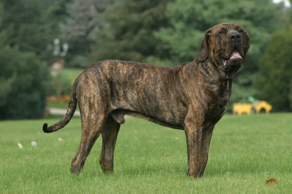 fila brasileiro tigrato